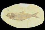 Fossil Fish (Knightia) - Green River Formation #122884-1